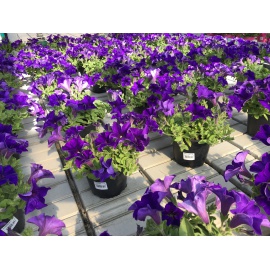 SURFINIA BLU VASO 14 2