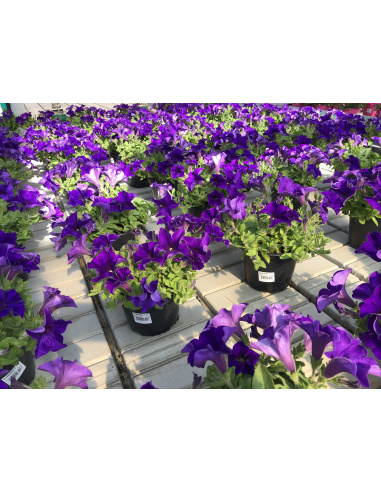 SURFINIA BLU VASO 14