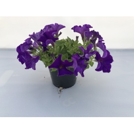 SURFINIA BLU VASO 14