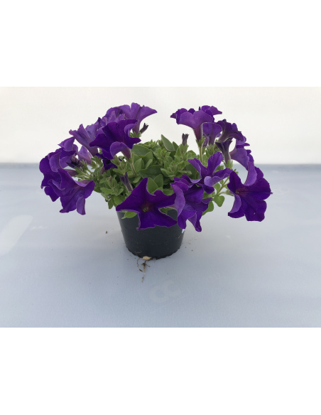 SURFINIA BLU VASO 14