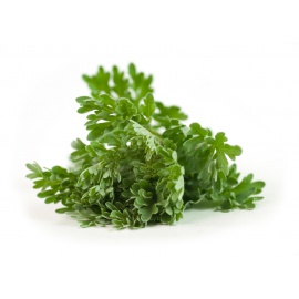 BASILICO ITALIANO CLASSICO GEMMA VASO HPF12