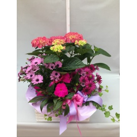 COMPOSIZIONE PIANTE MISTE FIORITE CON CASSETTA IN LEGNO BIANCA 