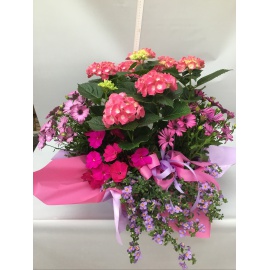 COMPOSIZIONE PIANTE FIORITE MISTE CONFEZIONATE 