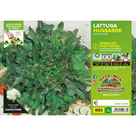 LATTUGA BARBA DEI FRATI VERDE H152