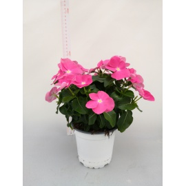 VINCA ROSA ACCESO OCCHIO BIANCO