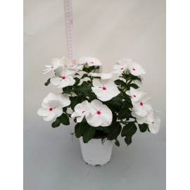 VINCA ROSA ACCESO OCCHIO BIANCO