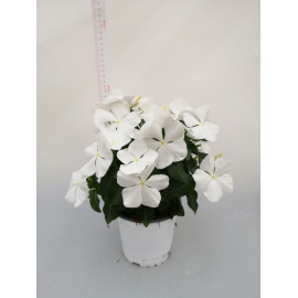 VINCA ROSA ACCESO OCCHIO BIANCO