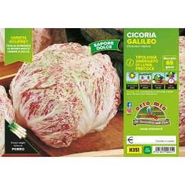 CICORIA/RADICCHIO VARIEGATA DI CHIOGGIA TARDIVA H364