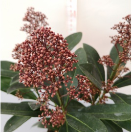 SKIMMIA JAPONICA RUBELLA 2