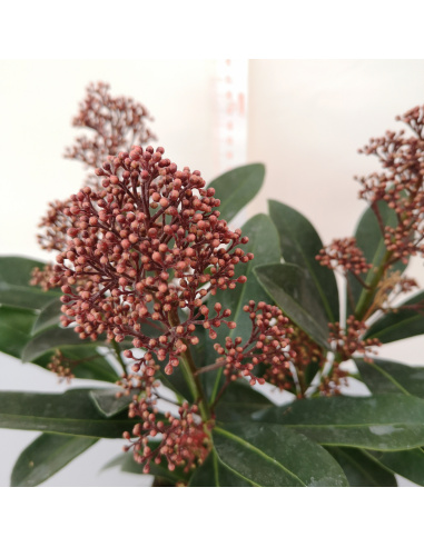 SKIMMIA JAPONICA RUBELLA