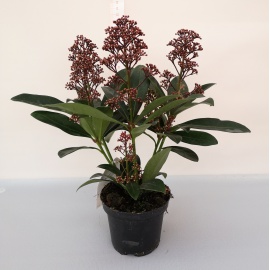 SKIMMIA JAPONICA RUBELLA