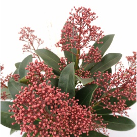 SKIMMIA JAPONICA RUBELLA 2