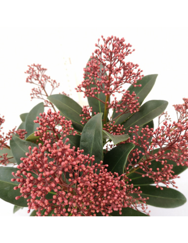 SKIMMIA JAPONICA RUBELLA