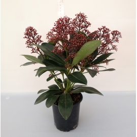 SKIMMIA JAPONICA RUBELLA