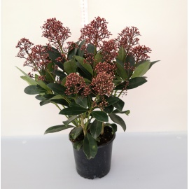 SKIMMIA JAPONICA RUBELLA