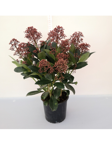 SKIMMIA JAPONICA RUBELLA