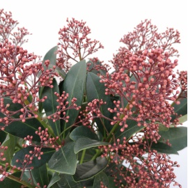 SKIMMIA JAPONICA RUBELLA 2