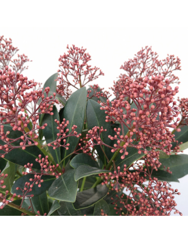 SKIMMIA JAPONICA RUBELLA