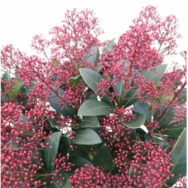 SKIMMIA JAPONICA RUBELLA 2