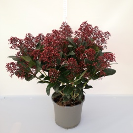 SKIMMIA JAPONICA RUBELLA