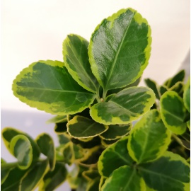 EUONYMUS O EVONIMO 2