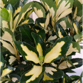 EUONYMUS O EVONIMO 2