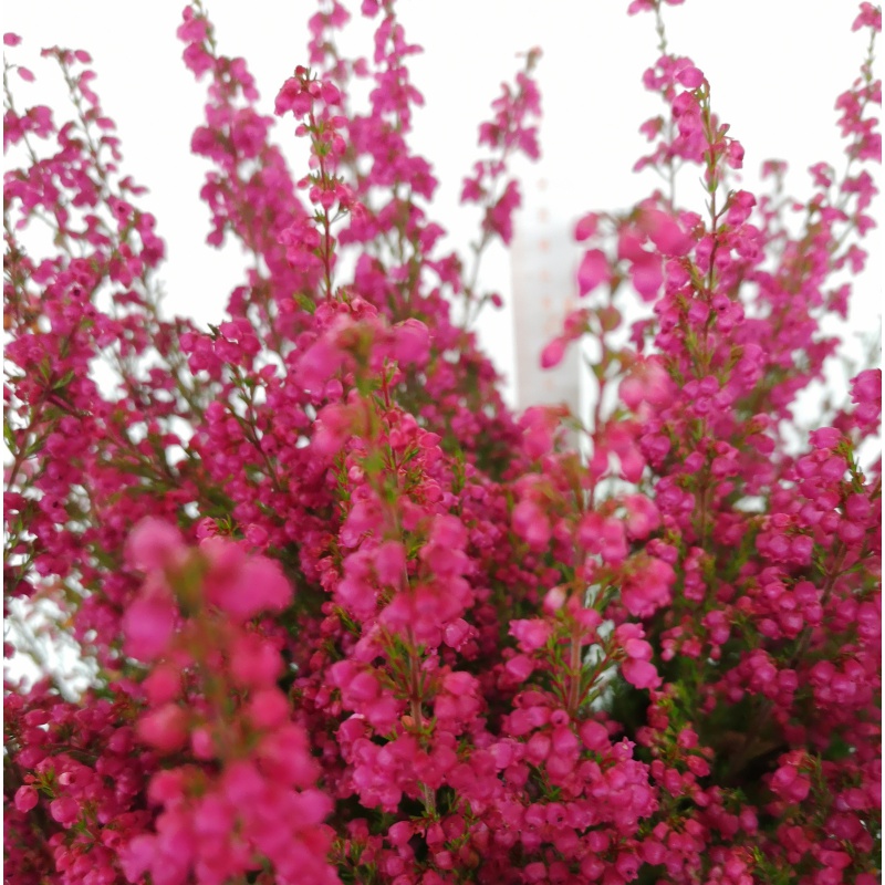 Erica Gracilis Eshop Bardin Gardencenter