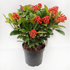 SKIMMIA JAPONICA RUBELLA
