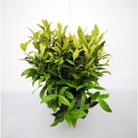 LIGUSTRO TEXANO VARIEGATO