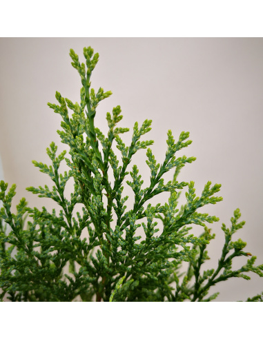 CHAMAECYPARIS ELLWOODII
