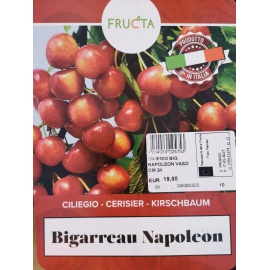 CILIEGIA BIGARREAU MOREAU