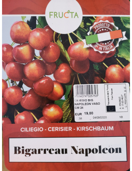 CILIEGIA BIGARREAU MOREAU