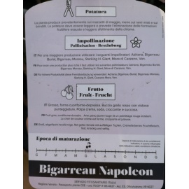 CILIEGIA BIGARREAU MOREAU 2