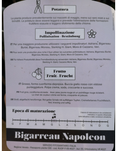 CILIEGIO BIGARREAU NAPOLEON