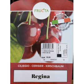 CILIEGIO BIGARREAU NAPOLEON