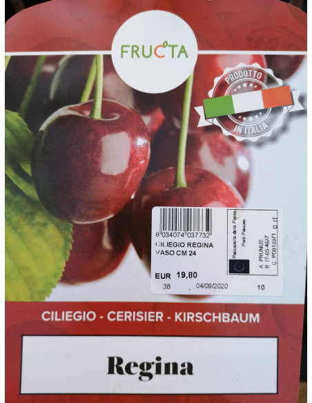 CILIEGIO BIGARREAU NAPOLEON