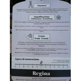 CILIEGIO BIGARREAU NAPOLEON 2