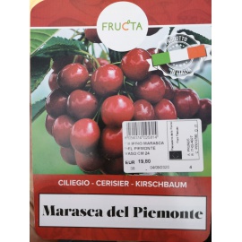 CILIEGIO MARASCA DEL PIEMONTE
