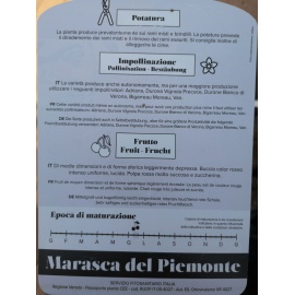 CILIEGIO MARASCA DEL PIEMONTE 2