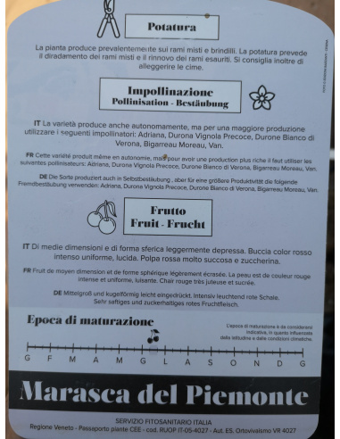 CILIEGIO MARASCA DEL PIEMONTE