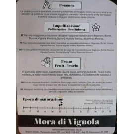 CILIEGIO MORA DI VIGNOLA 2