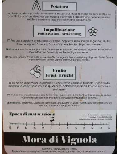 CILIEGIO MORA DI VIGNOLA