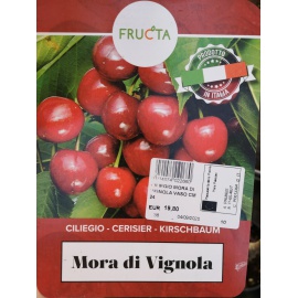CILIEGIO MORA DI VIGNOLA