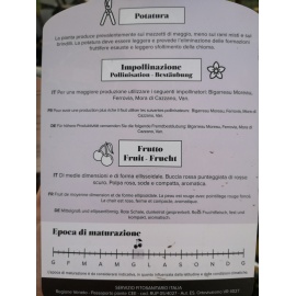 CILIEGIO GROSSA DI PISTOIA 2