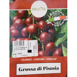 CILIEGIO GROSSA DI PISTOIA