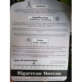 CILIEGIO BIGARREAU MOREAU 2