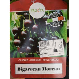 CILIEGIO BIGARREAU MOREAU