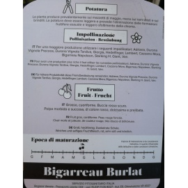CILIEGIO BIGARREAU BURLAT 2