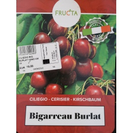 CILIEGIO BIGARREAU BURLAT