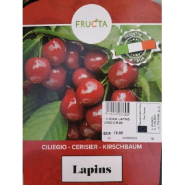CILIEGIO LAPINS